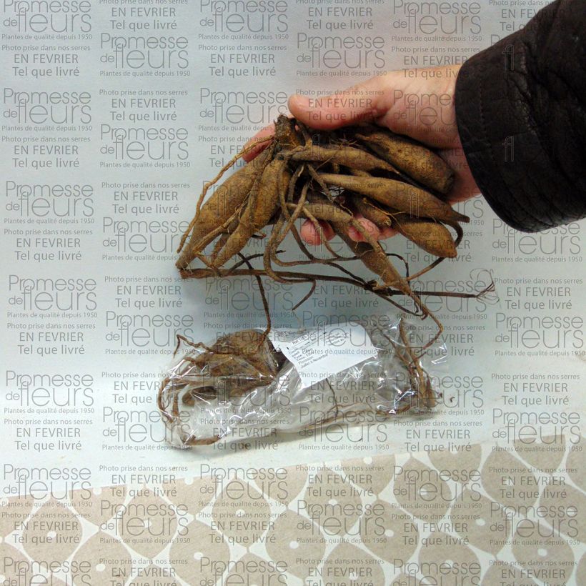 Example of Dahlia Encore specimen as delivered