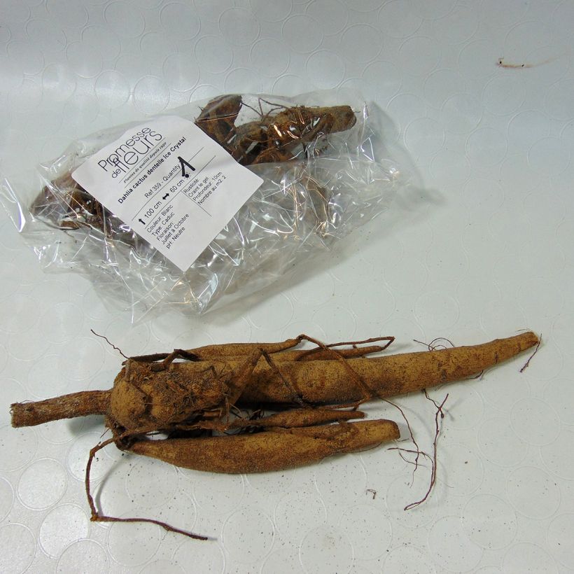 Example of Dahlia Ice Crystal Bulb size I specimen as delivered