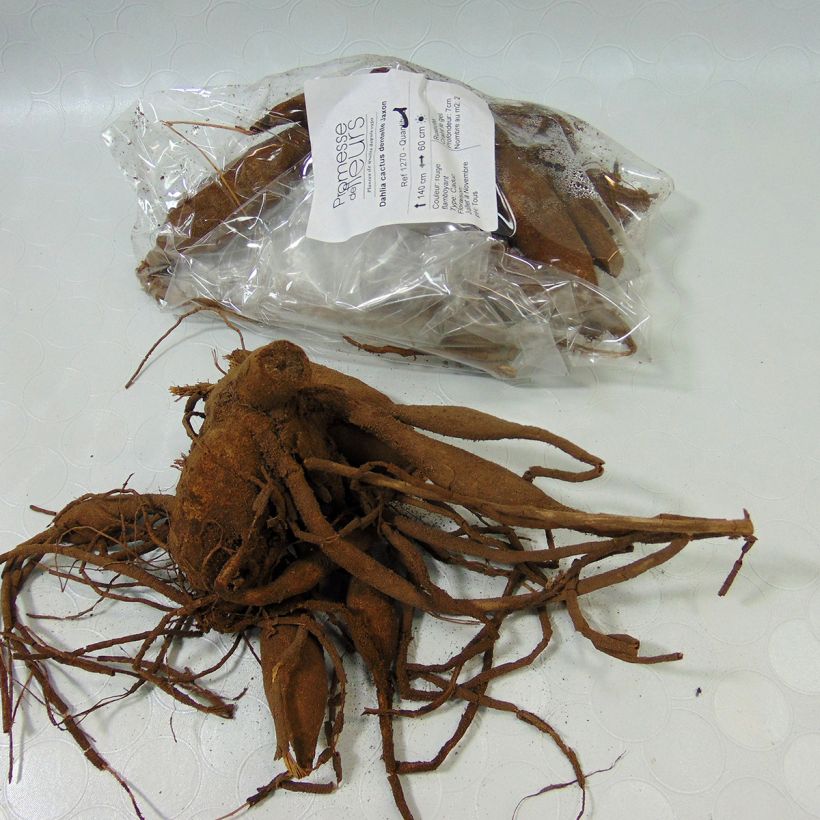 Example of Dahlia Jaxon specimen as delivered
