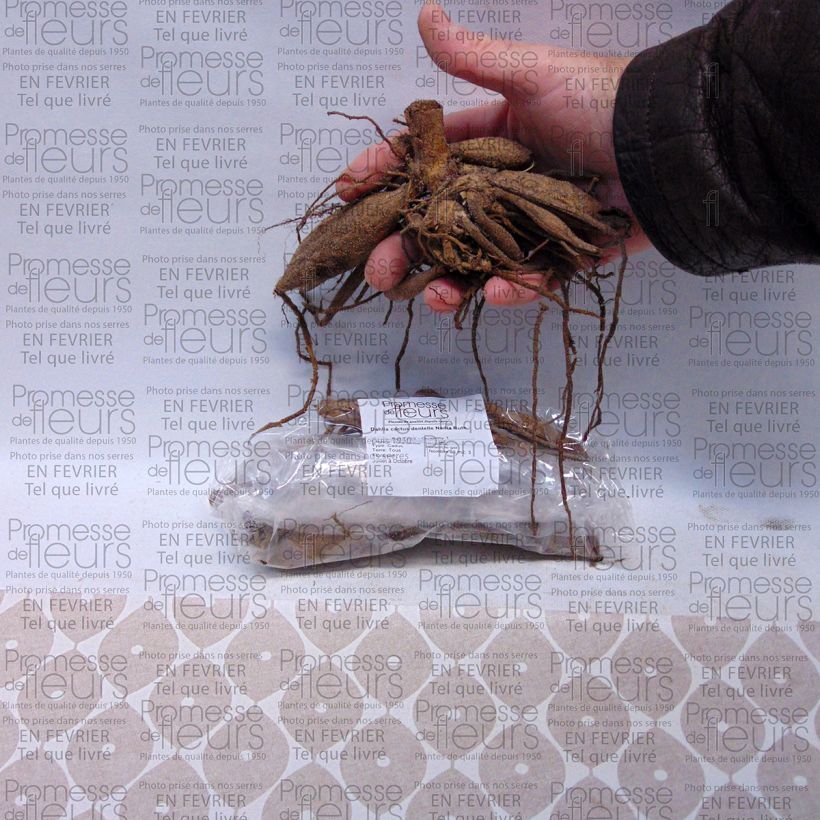 Example of Dahlia Nadia Ruth Bulb size I specimen as delivered