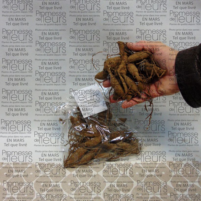 Example of Dahlia Nenekasi Bulb size I specimen as delivered