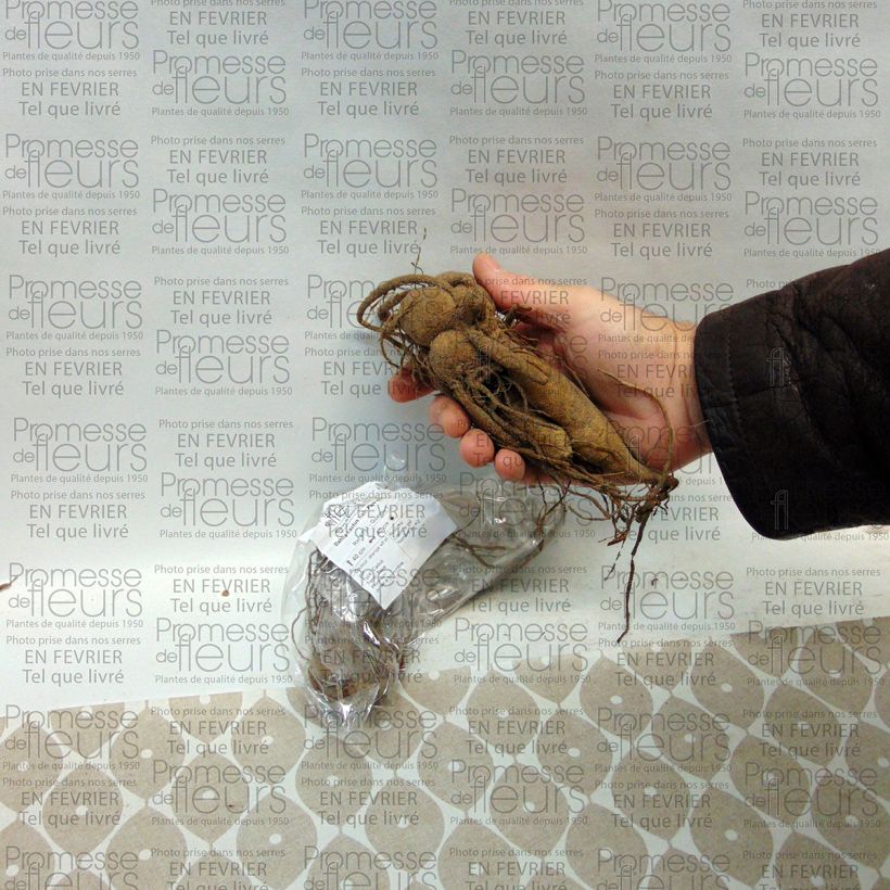 Example of Dahlia Park Idylle Bulb size I specimen as delivered