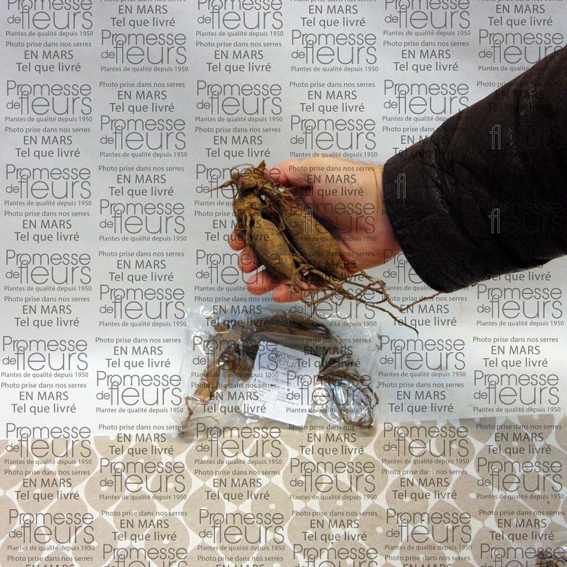 Example of Dahlia Park Record Bulb size I specimen as delivered