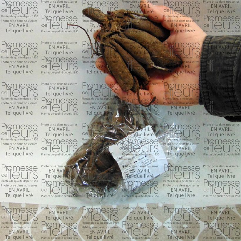 Example of Dahlia Abridge Porcelain Bulb specimen as delivered