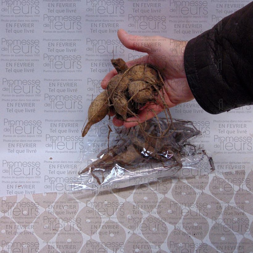 Example of Dahlia Apricot Desire Bulb size I specimen as delivered
