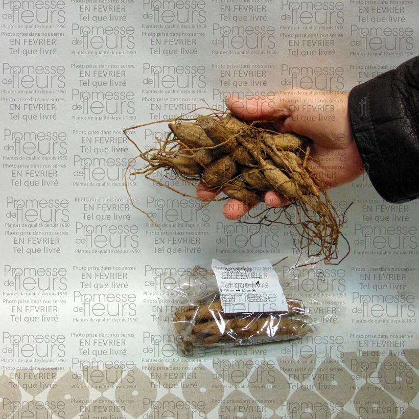 Example of Dahlia Dr Ph. Riedell Bulb size I specimen as delivered
