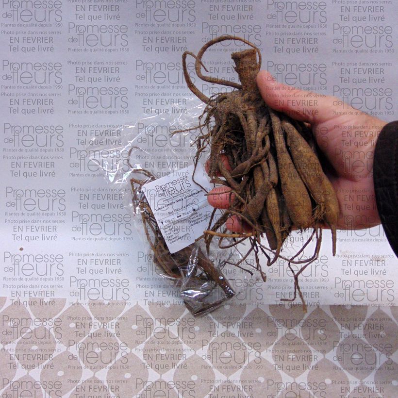 Example of Dahlia Glory of Heemstede Bulb size I specimen as delivered