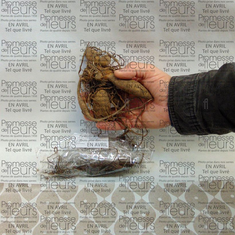Example of Dahlia Happy Butterfly Bulb size I specimen as delivered