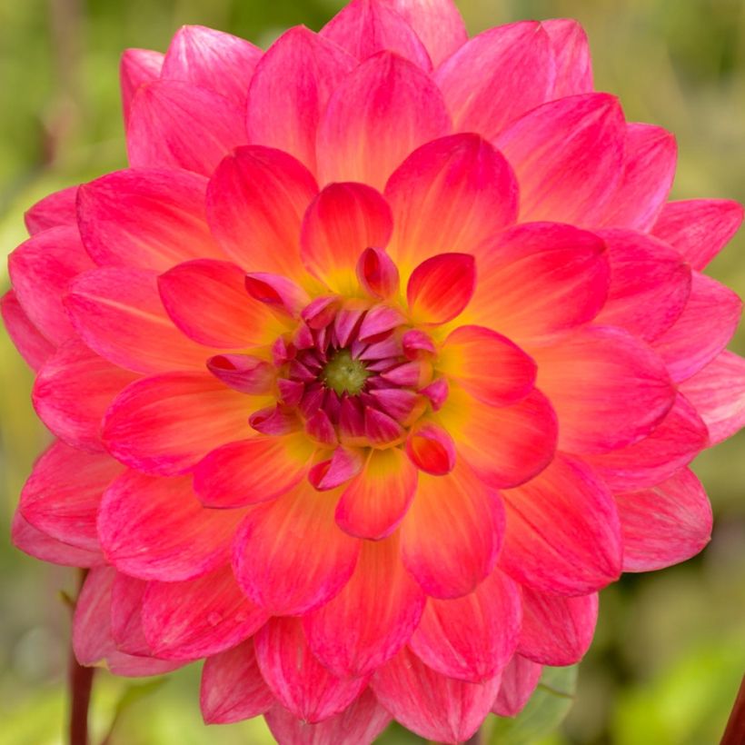 Dahlia Kilburn Glow (Flowering)