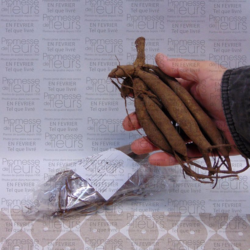 Example of Dahlia Nonette Bulb size I specimen as delivered