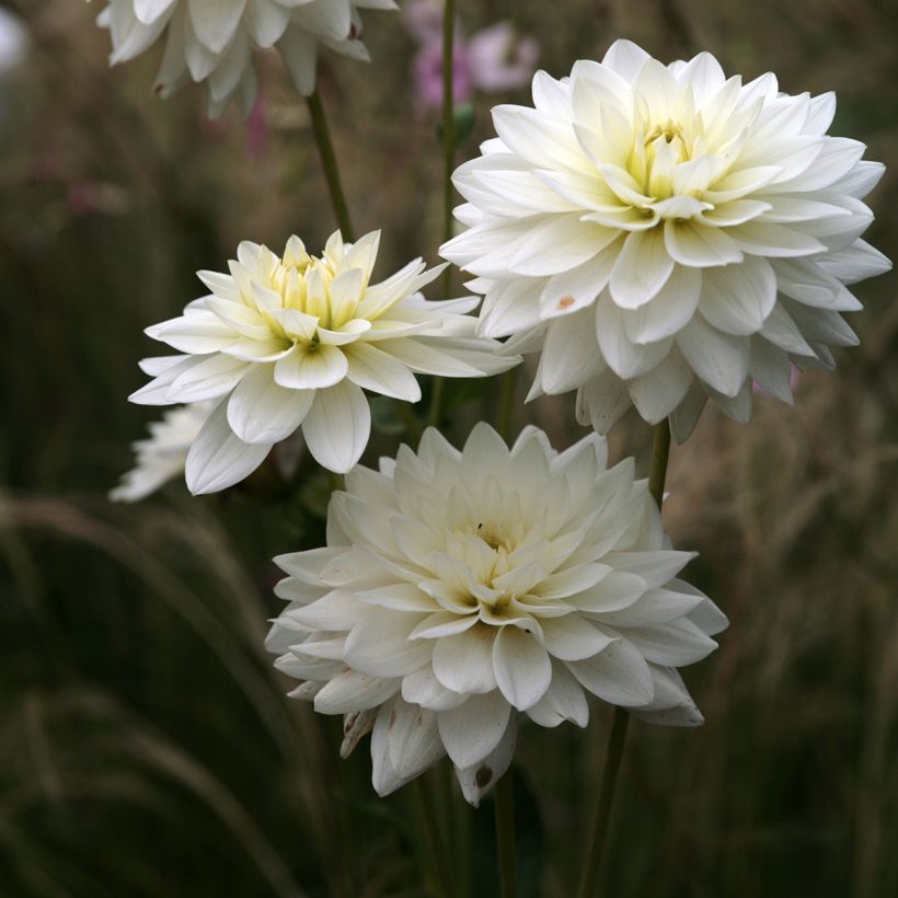 Dahlia Peace Pact (Flowering)