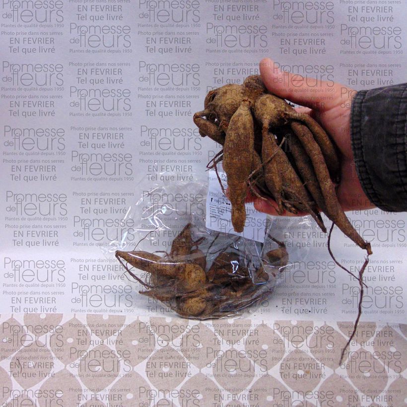 Example of Dahlia Yvonne Bulb size I specimen as delivered