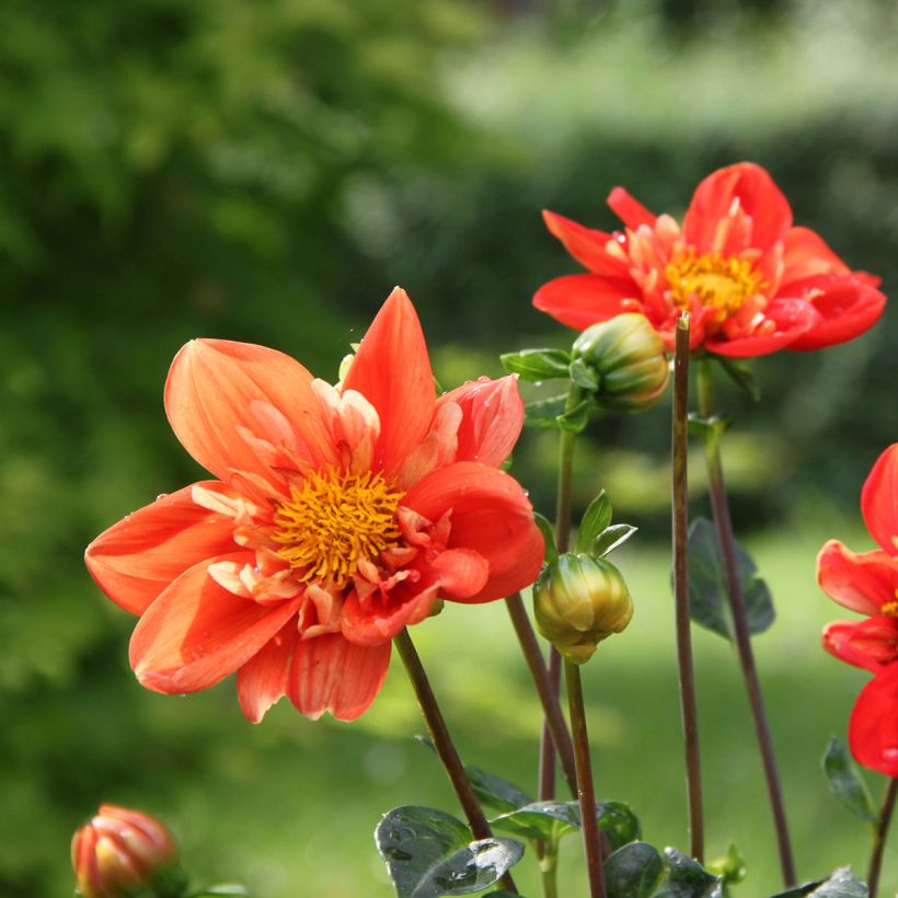 Dahlia Alstergruss (Flowering)