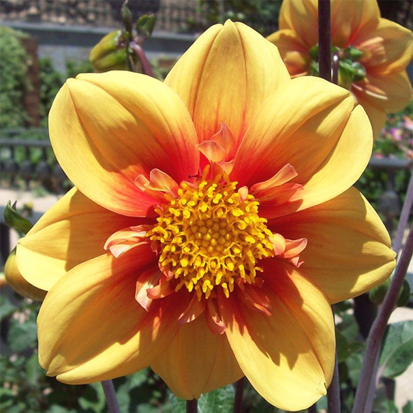 Dahlia Esther (Flowering)