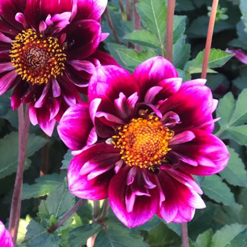 Dahlia Liquid Desire (Flowering)