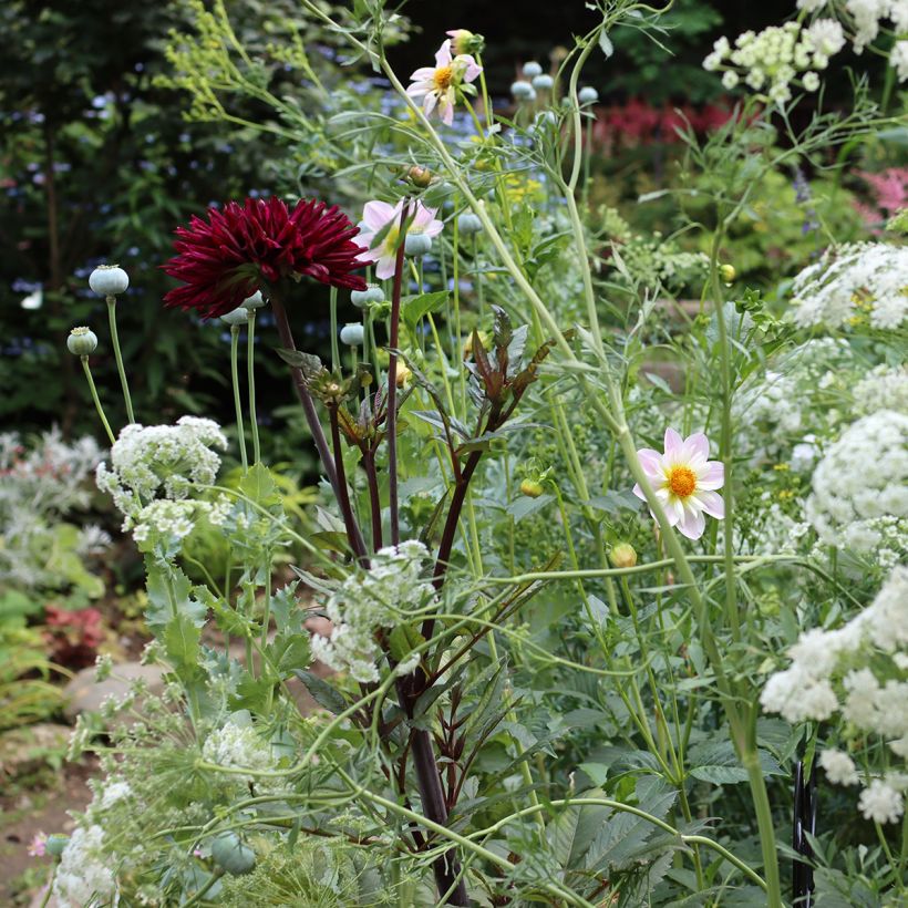 Dahlia Teesbrooke Audrey (Plant habit)