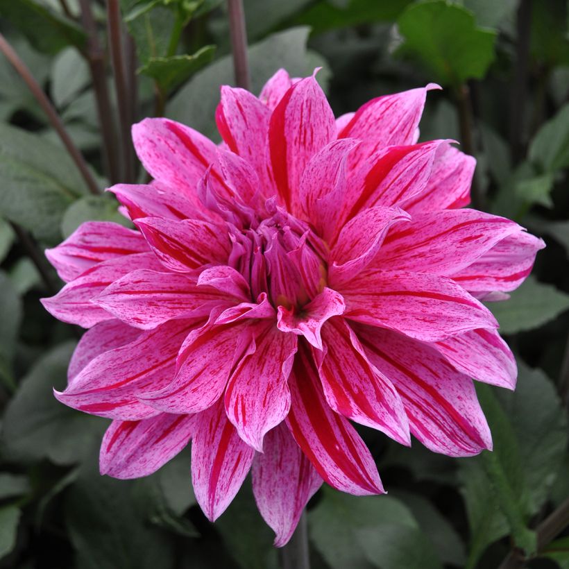 Dahlia Babylon Lila Gevlamd (Flowering)