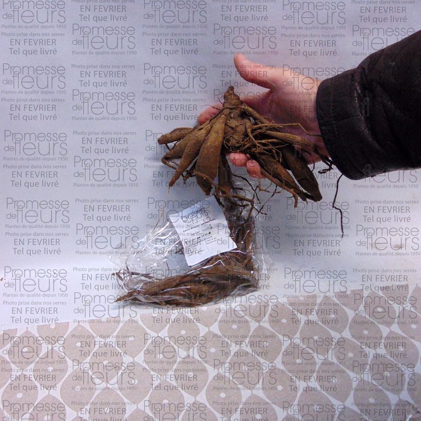 Example of Dahlia Babyloon Pourpre specimen as delivered