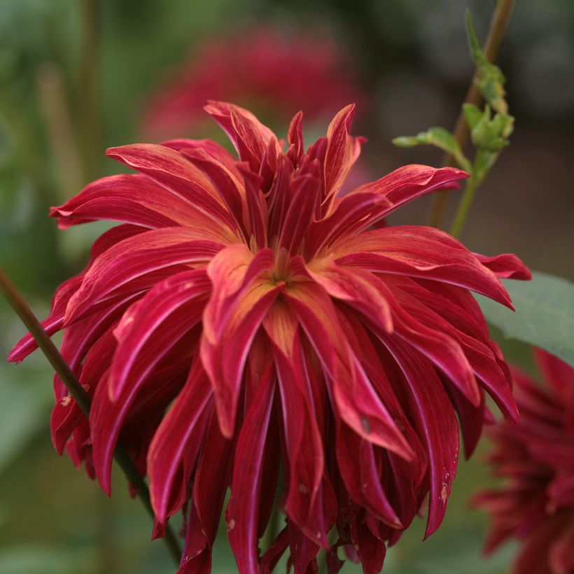 Dahlia Bangkok (Flowering)