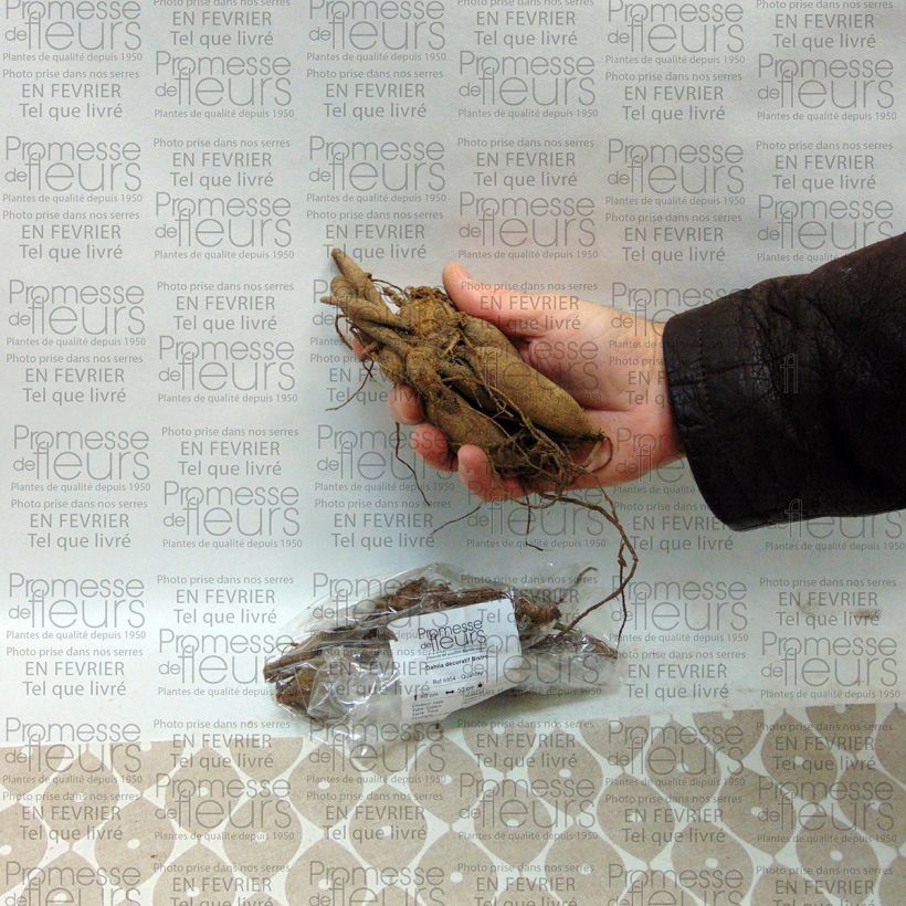 Example of Dahlia Bistro specimen as delivered