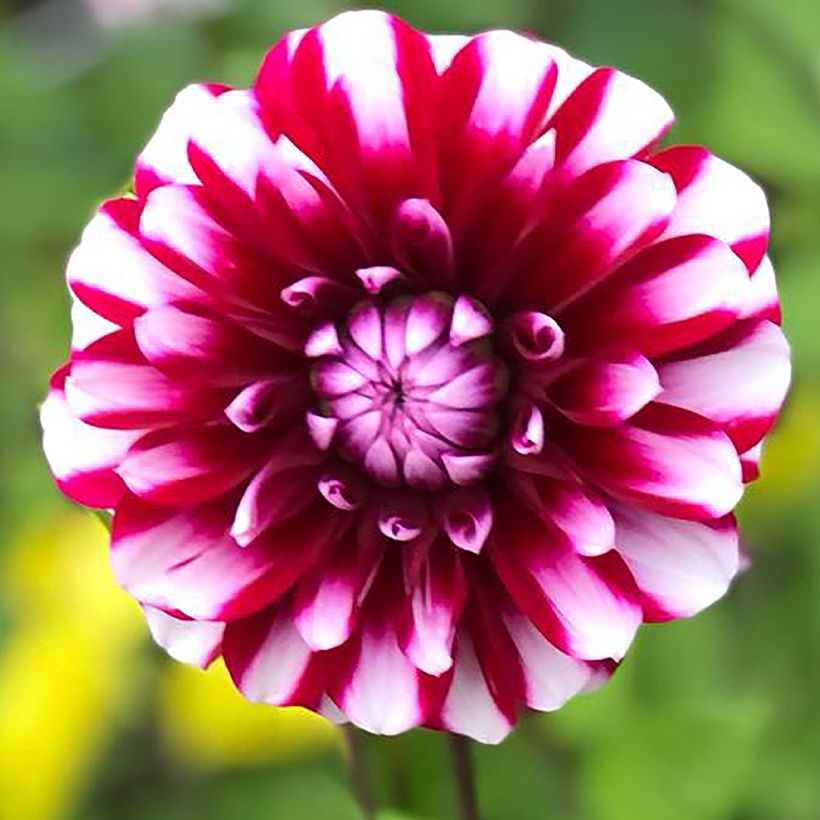 Dahlia Bourbon Street (Flowering)