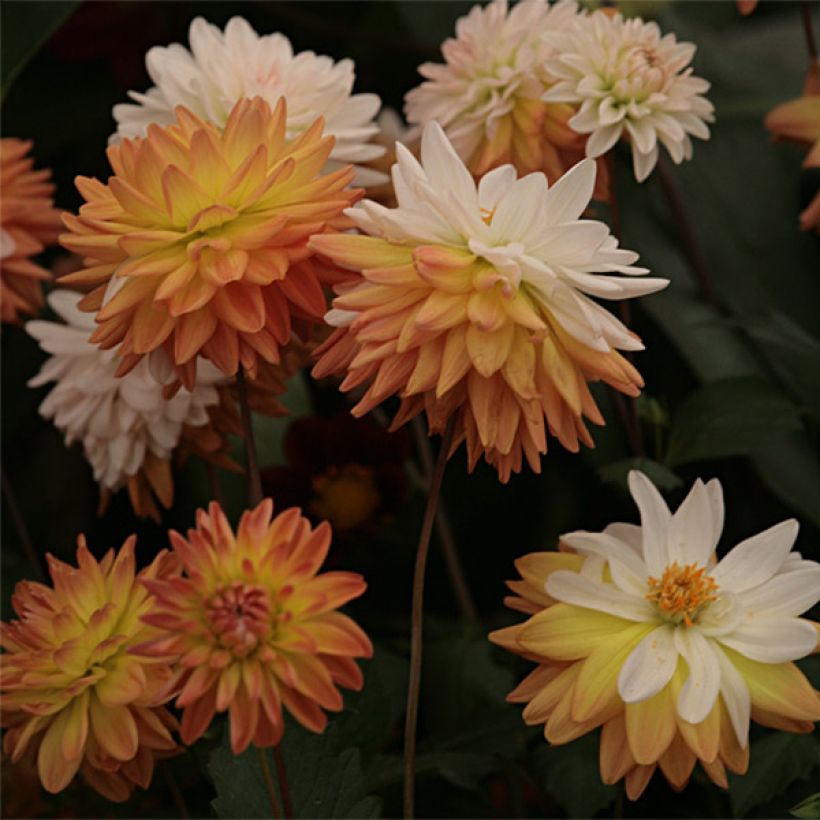 Dahlia Coup de Soleil (Flowering)