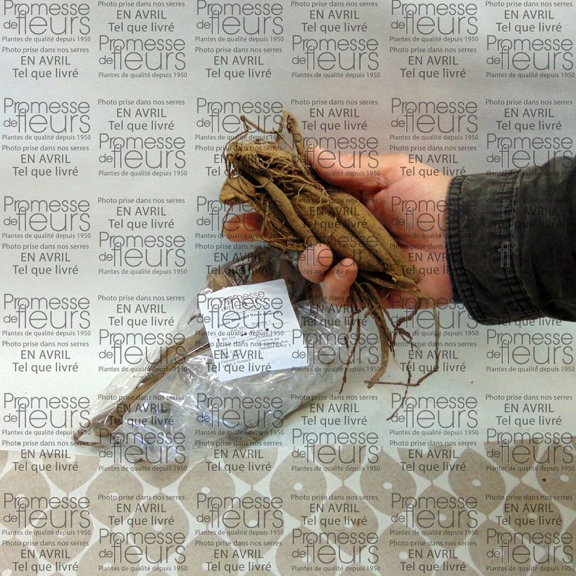 Example of Dahlia David Howard specimen as delivered