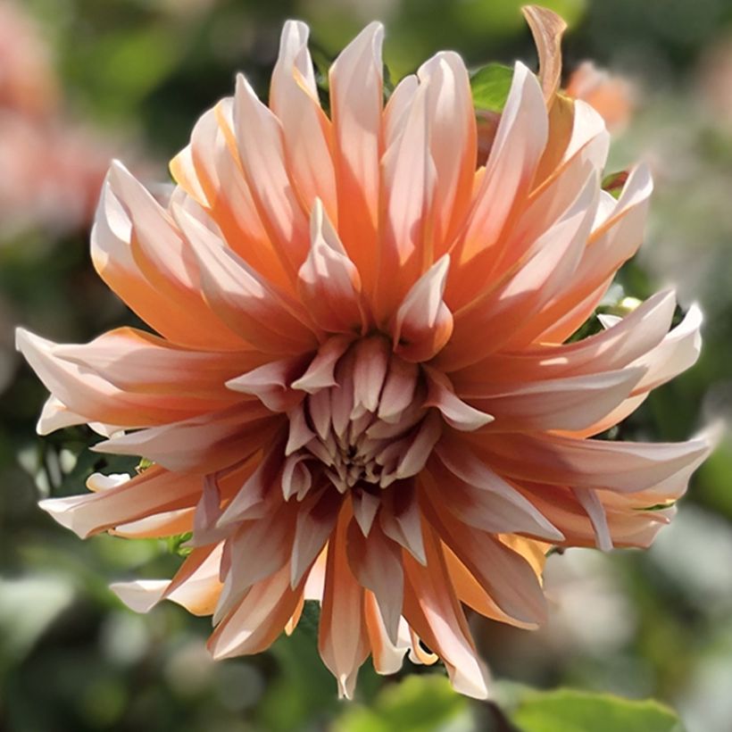 Dahlia Hans Auinger (Flowering)