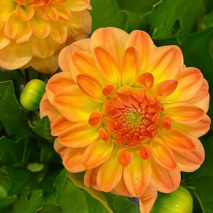 Dahlia Justyna (Flowering)