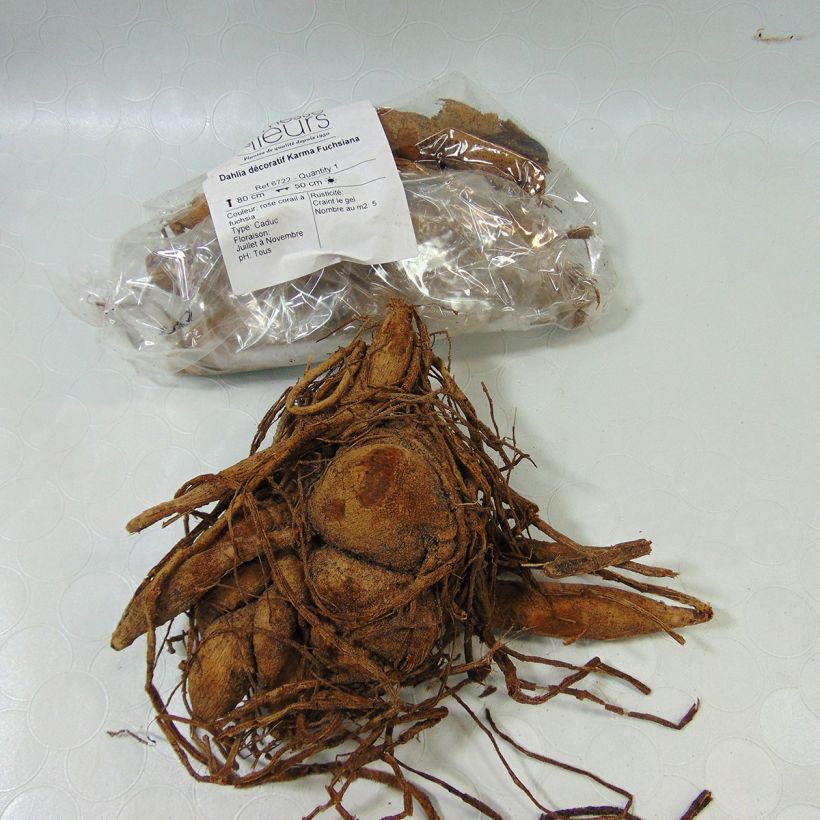 Example of Dahlia Karma Fuchsiana specimen as delivered