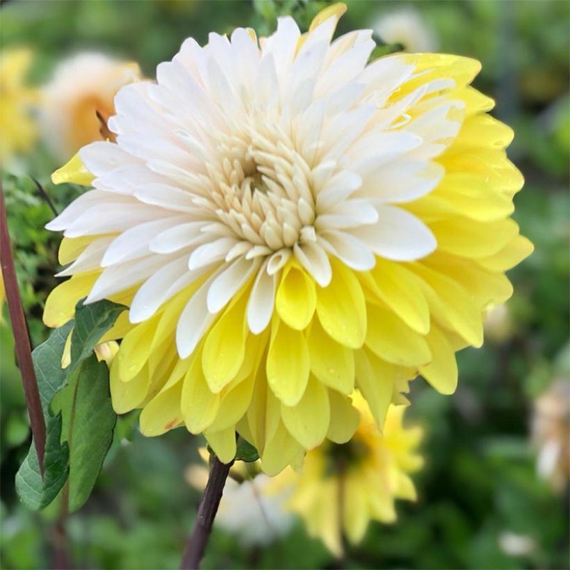 Dahlia Mr. Bojangles (Flowering)