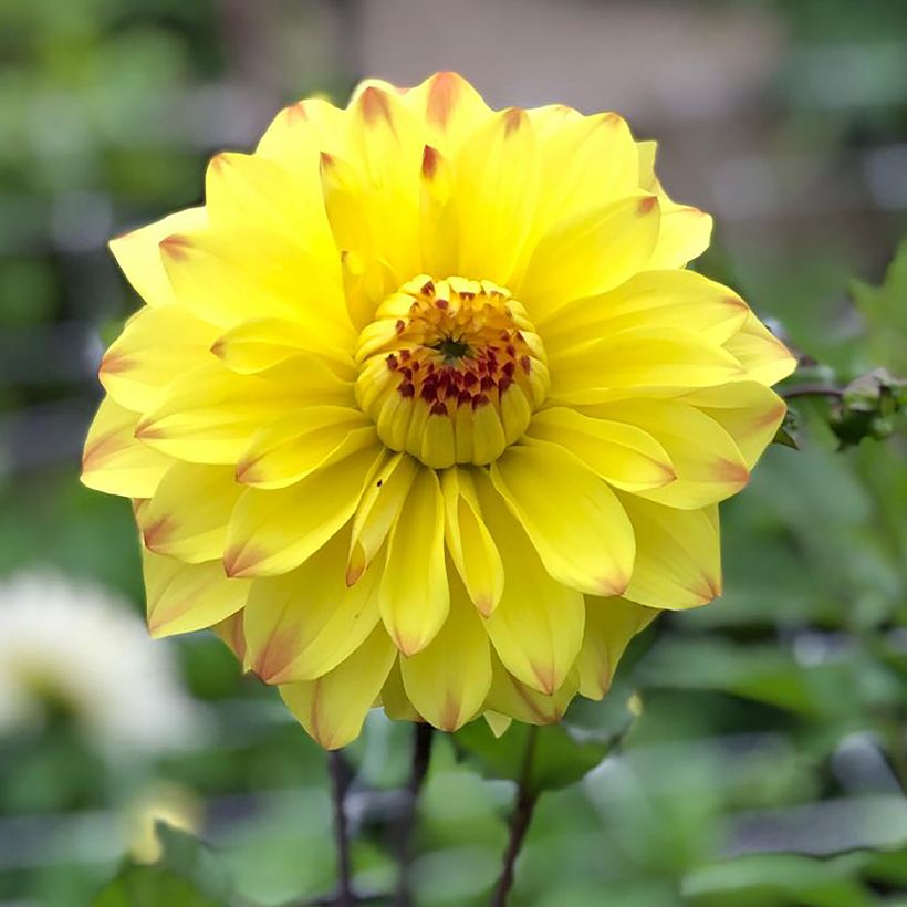 Dahlia Parasol (Flowering)