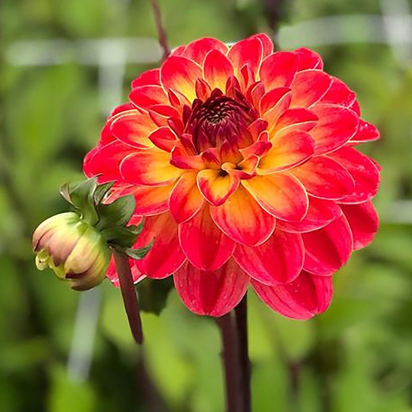 Dahlia Pernille (Flowering)