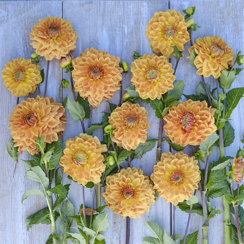 Dahlia Caramel (Flowering)
