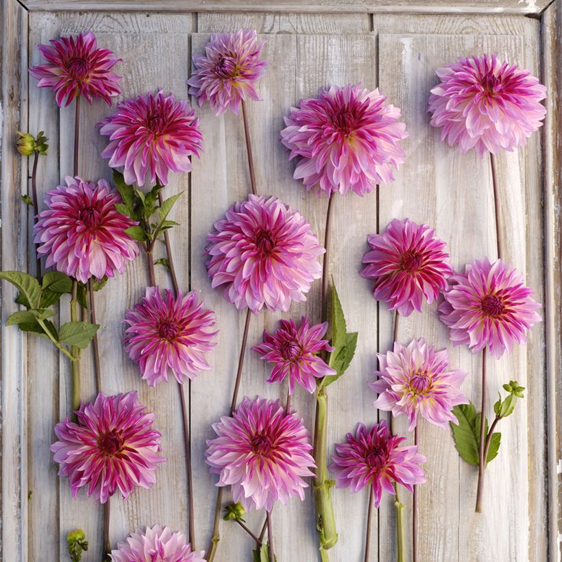 Dahlia Violet Dance (Flowering)