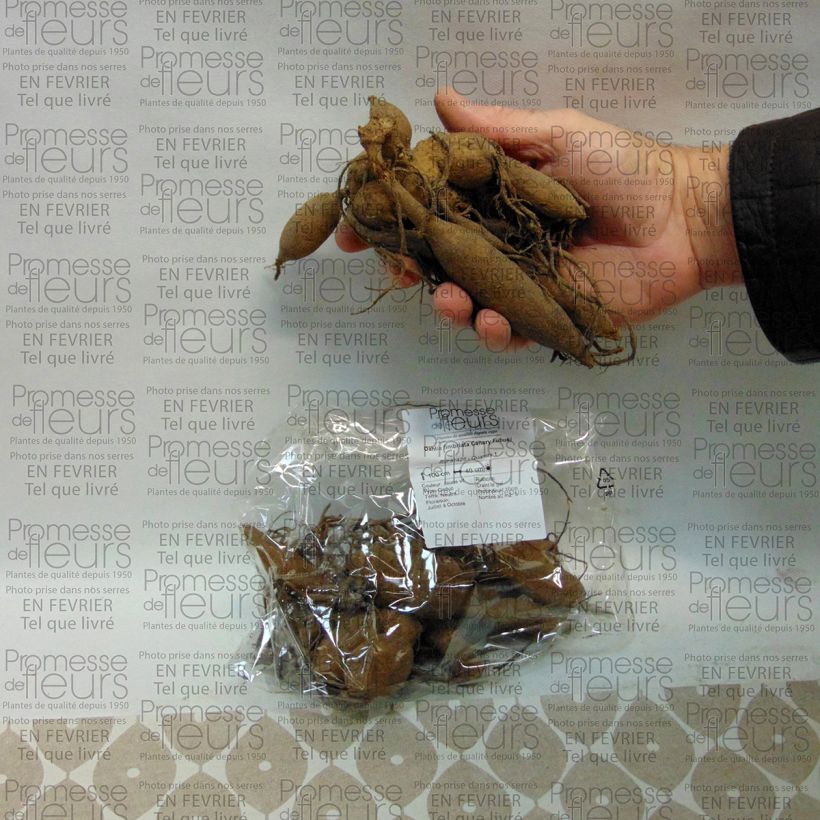 Example of Dahlia Canary Fubuki Bulb size I specimen as delivered