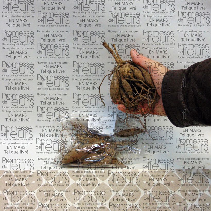 Example of Dahlia Myama Fubuki Bulb size I specimen as delivered