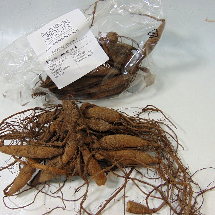 Example of Dahlia Red Fubuki Bulb size I specimen as delivered