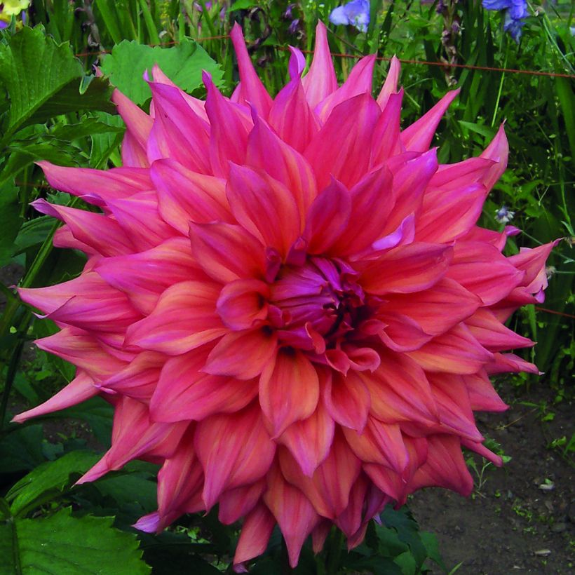 Dahlia Belle of Barmera (Flowering)