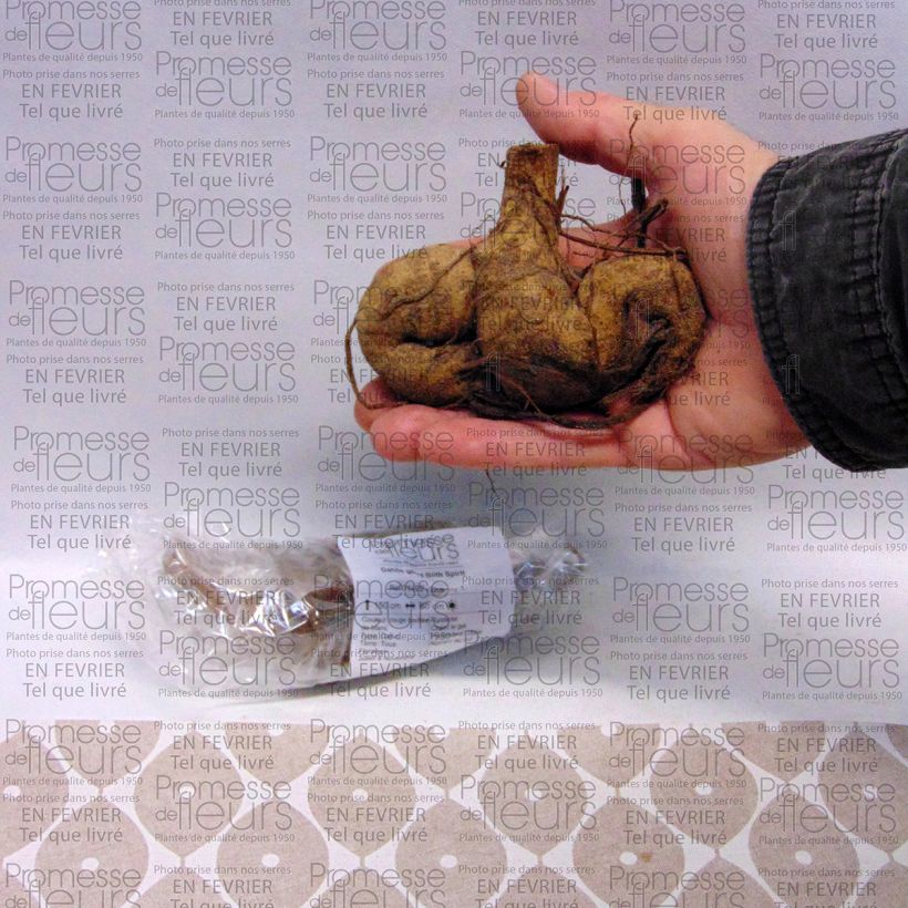 Example of Dahlia Blith Spirit Bulb size I specimen as delivered