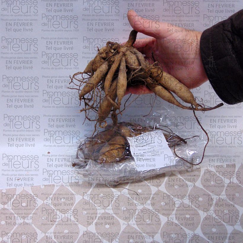 Example of Dahlia Bodacious Bulb size I specimen as delivered