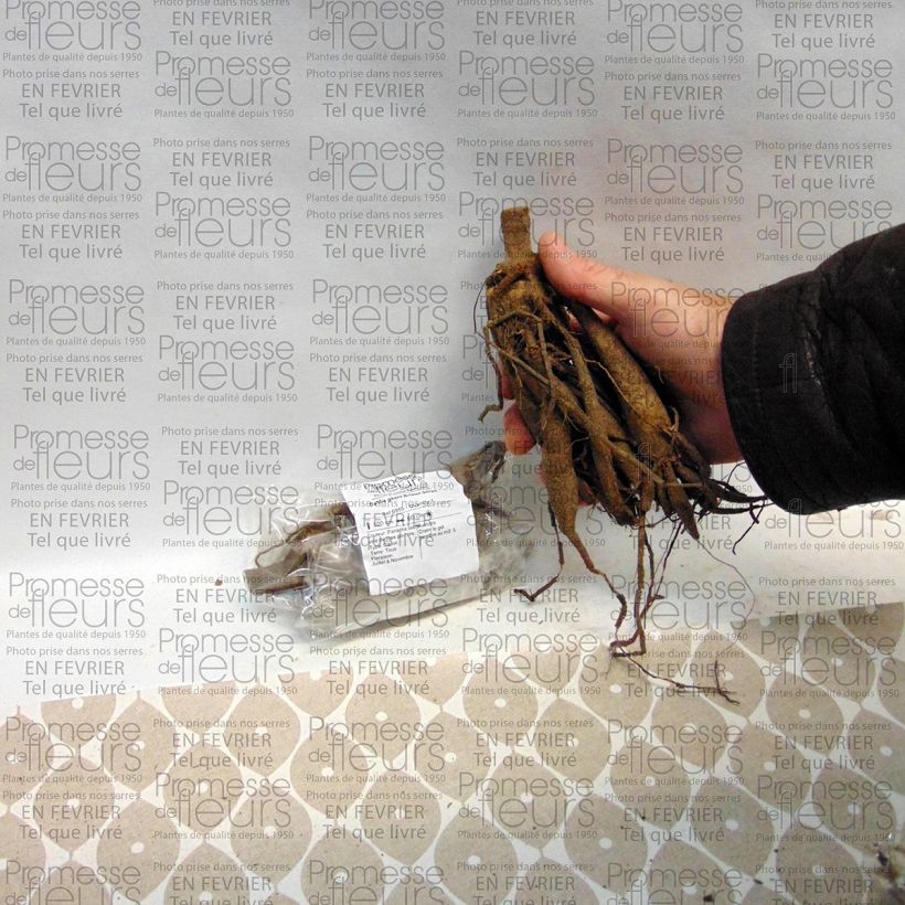 Example of Dahlia Bristol Stripe Bulb size I specimen as delivered