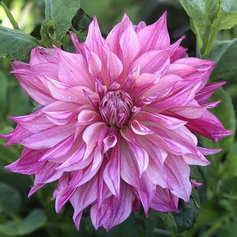 Dahlia Café au Lait Royal (Flowering)