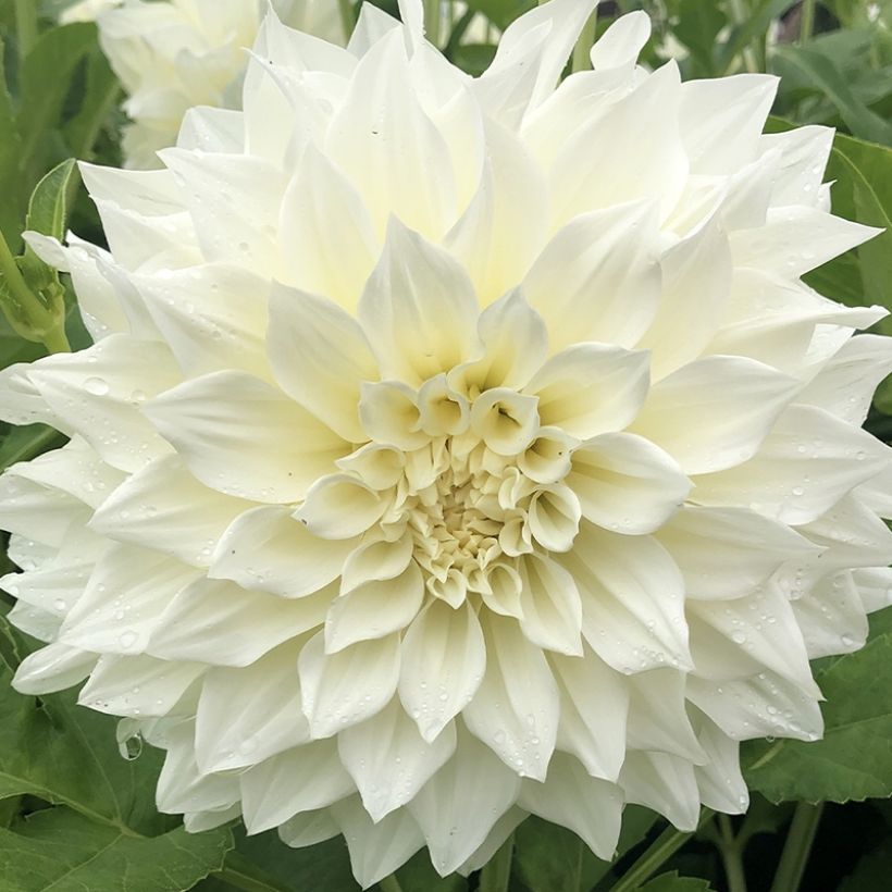 Dahlia Café au Lait Supreme (Flowering)