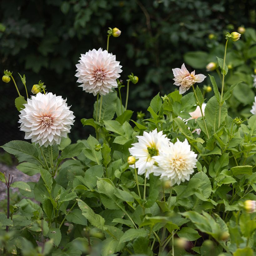 Dahlia Café au Lait (Plant habit)