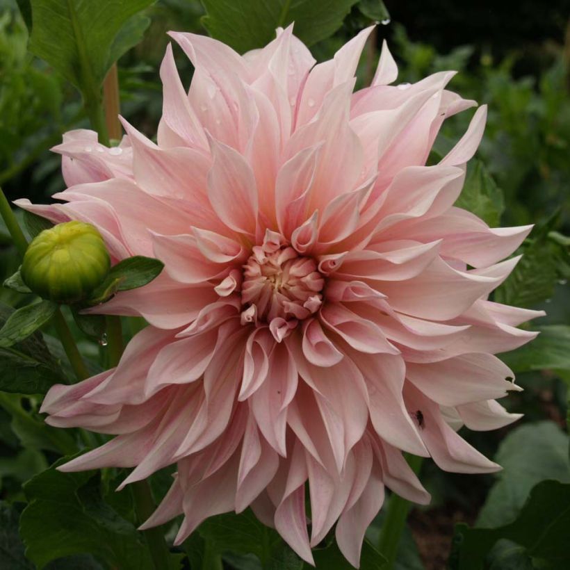 Dahlia Café au Lait Rosé (Flowering)