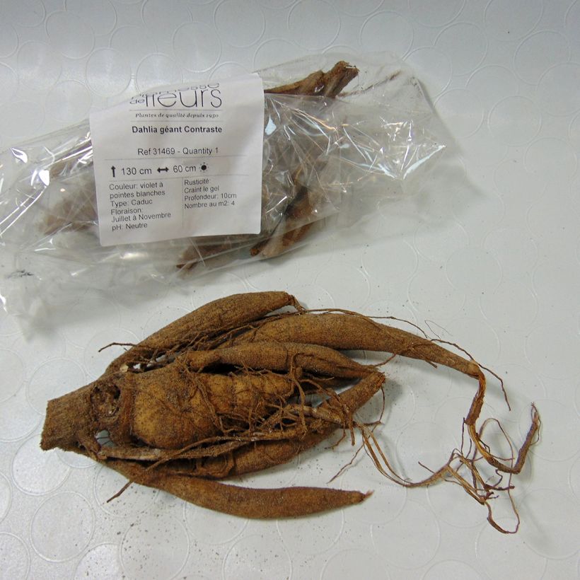 Example of Dahlia Contraste Bulb size I specimen as delivered