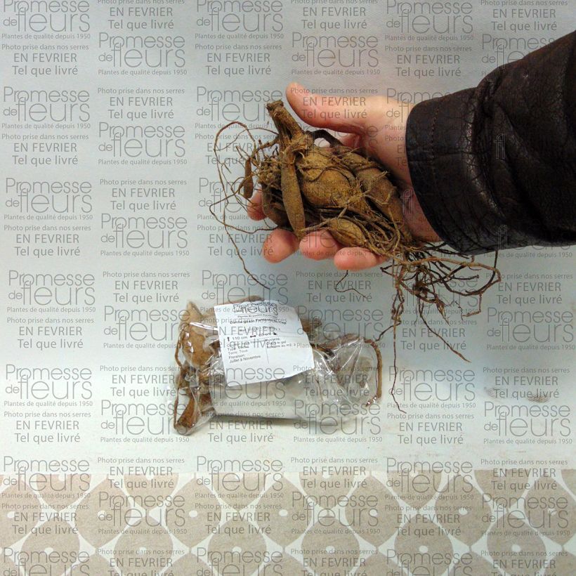 Example of Dahlia Fantasie du Cap Bulb size I specimen as delivered