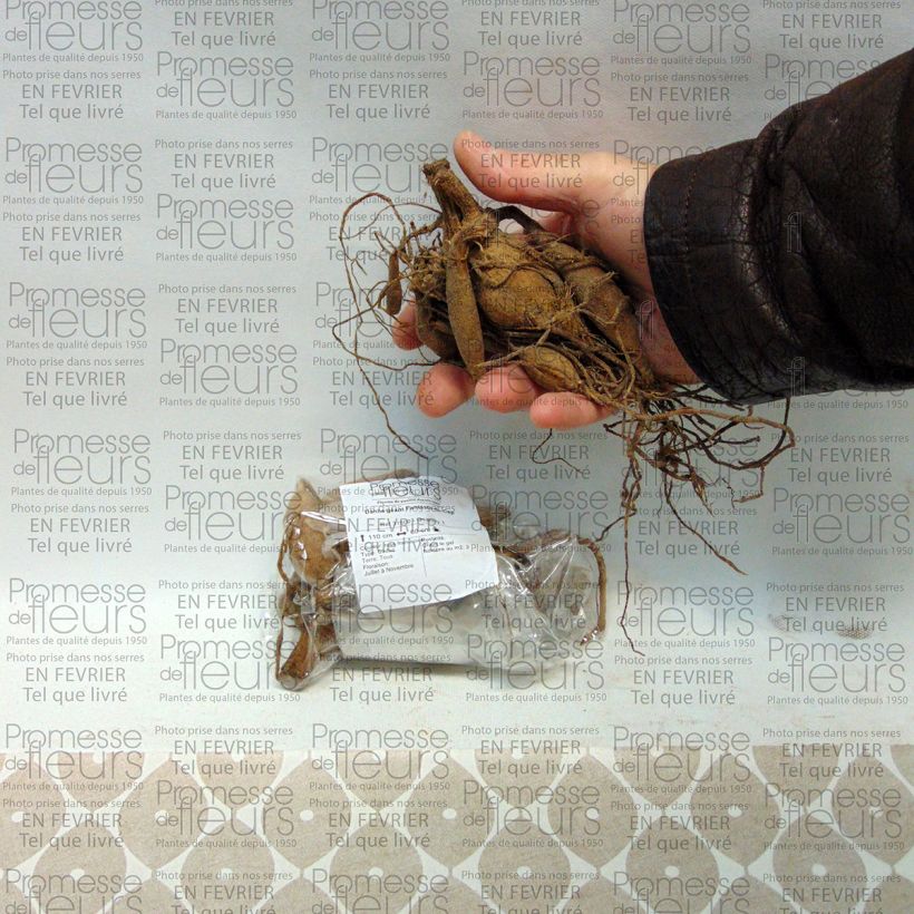 Example of Dahlia Fantasie du Cap specimen as delivered