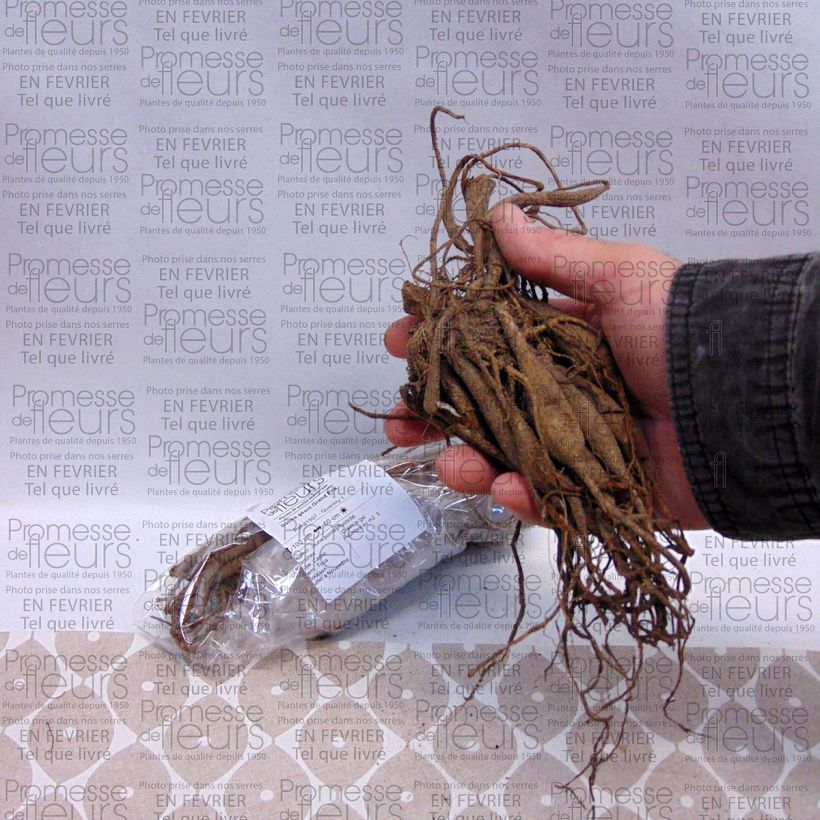 Example of Dahlia Grand Prix Bulb size I specimen as delivered